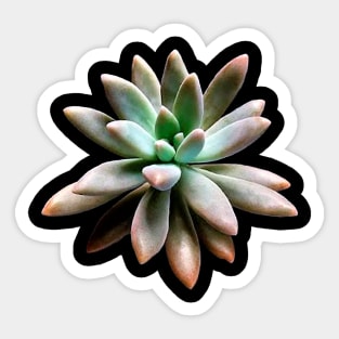 Graptosedum Francesco Baldi Sticker